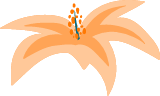 Spider Flower