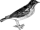 Chirping Warbler