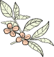 Coffee Cherries