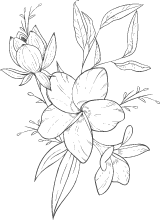 Floral Depiction